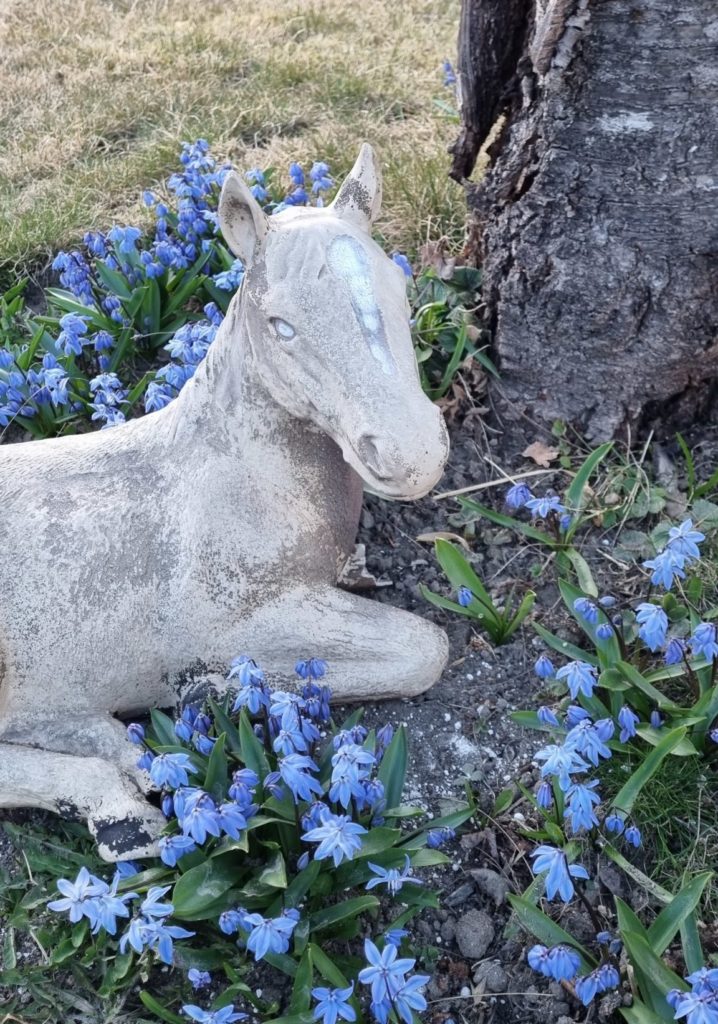 Statu av liggende hest sammen med blomstrende Scilla Siberica